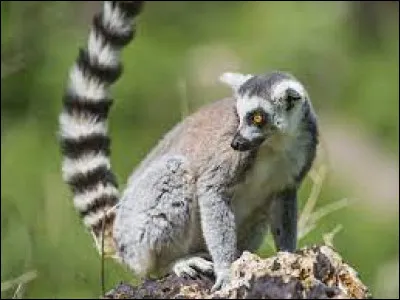 Qu'ai-je sur la tête ?