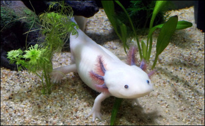 Nature | Quelle est la particularité de l'axolotl, une espèce endémique de salamandre ?