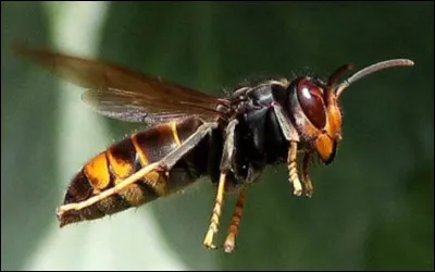 Quelle serait ton aptitude spéciale Aile de Guêpe ?