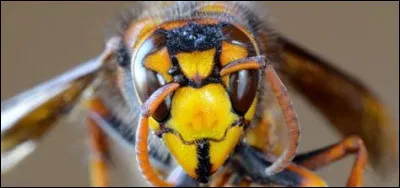 Quel est ton caractère ?