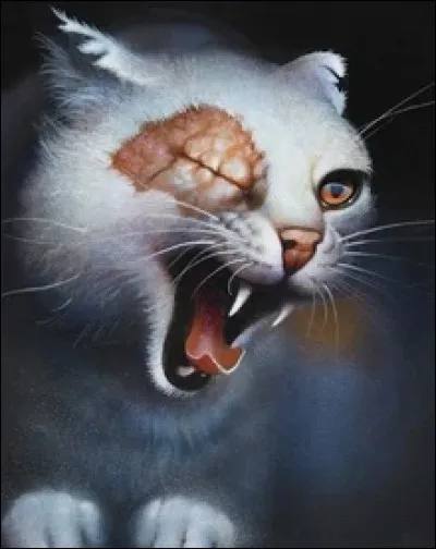 Dans quels clans Cœur Blanc a-t-elle été ?