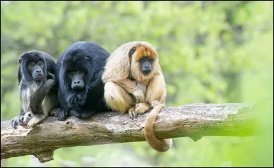 Quel animal t�attire le plus ?