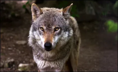 Montrez que vous avez du coeur !