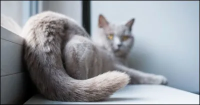 Pourquoi le chat bat-il de la queue ?