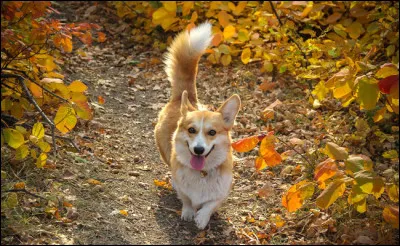 Et le chien, pourquoi remue-t-il la queue contrairement au chat ?