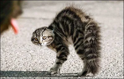 Quel bruit fait le chat lorsquil est énervé ?