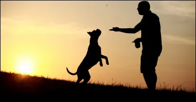 Que pense le chien quand il se jette sur son maître ?