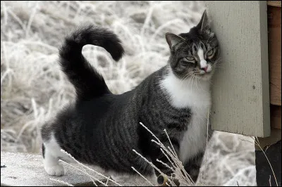 Pourquoi le chat se frotte-t-il à des meubles ?