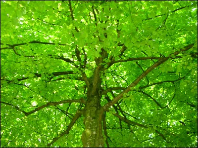 Quelle est cette couleur ?