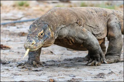 Le dragon de Komodo est un crocodilien.