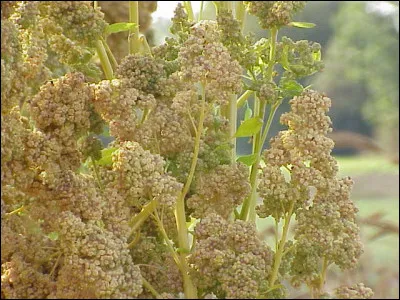 Le quinoa est une &eacute;pice.