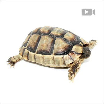 Comment s'appelle cet animal ?