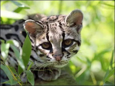 Le margay, lui, appartient aux...