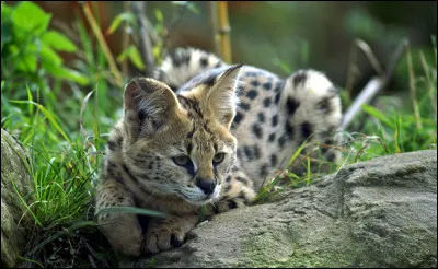 Quant au serval, on le retrouve chez les...