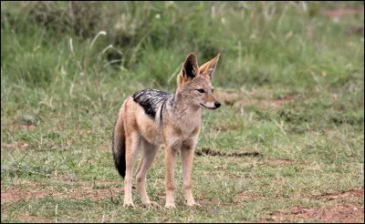 Mais le chacal, on le verra plutôt chez les...