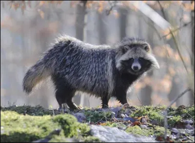 Ce mammifère ressemble à un raton laveur mais cest bien un...