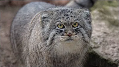 Que pensez-vous de cette grosse boule de poils ? Trouvez donc la famille du manul !