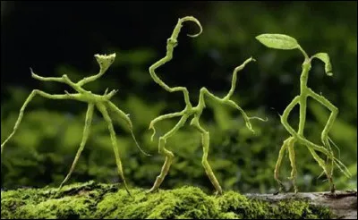 Quels sont les Botrucs de Norbert ?