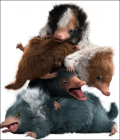 Quand les bébés Niffleurs sont-ils nés ?