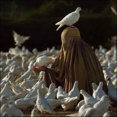 Le paysage de l'Afghanistan est lui-même extrêmement varié, organisé tout de même autour d'une grande chaîne montagneuse :