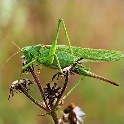 Quel crustacé, dont le nom vient du mot latin pour sauterelle, donne des larves appelées phylosomes ?