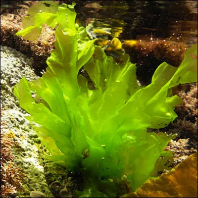 Quelle algue de la famille des ulvacées était couramment consommée en France en temps de disette ?