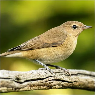 Quel oiseau de la famille des sylviidés peut être à tête noire, mélanocéphale ou des jardins ?
