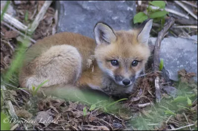 Qui sont ses parents ?