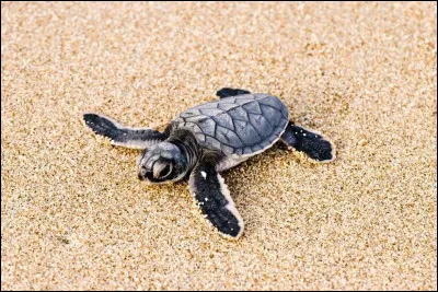 Qui sont ses parents ?