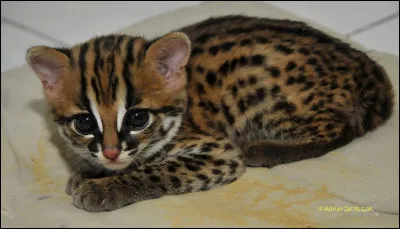 Qui sont ses parents ?