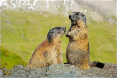 M ~ Marmotte : quel est son temps de gestation ?