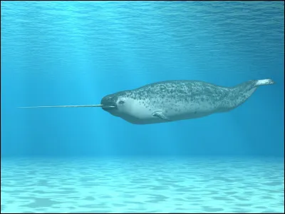 N ~ Narval : quel est l'autre nom de cet animal marin ?