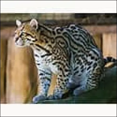 O ~ Ocelot : l'ocelot vit principalement...