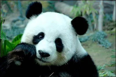 P ~ Panda : quel est le nom scientifique du panda géant ?