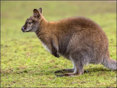 W ~ Wallaby : il existe un parc d'attractions qui porte presque le même nom.
