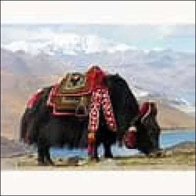 Y ~ Yack : cet animal vient...