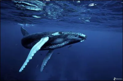 B ~ Baleine : et cet animal, dans quelle famille est-il ?