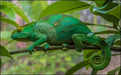C ~ Caméléon : cet animal ne vous rappelle-t-il pas un site internet ? (facile)