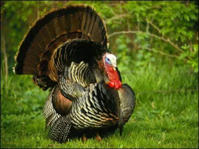 D ~ Dinde : à quelle fête ce plat est-il principalement préparé ?