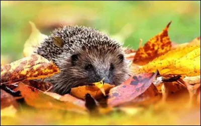 H ~ Hérisson : les bébés hérissons naissent sans piquants sur eux. Comment appelle-t-on le bébé hérisson ?