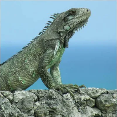 I ~ Iguane : quelle taille maximale l'iguane peut-il atteindre ?