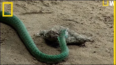 Comment s'appelle cet animal ?