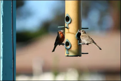 Comment s'appelle cet animal ?