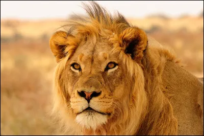 Comment s'appelle cet animal ?