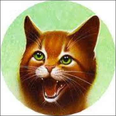 De quelle couleur est le pelage de ce chat ?