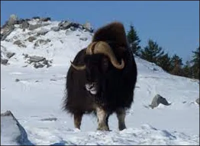 Comment se nomme l'animal en image ?