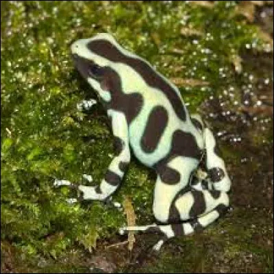 Cette grenouille se nomme...