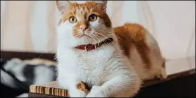 Jai été chat domestique :