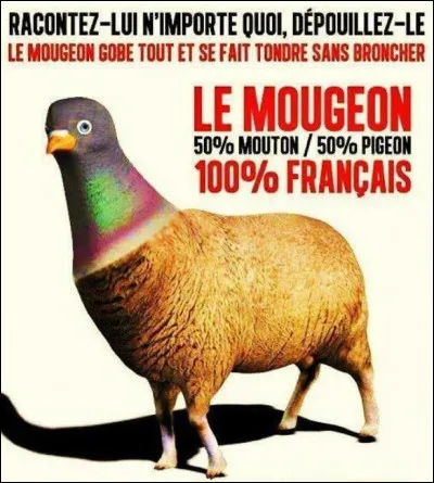 Les Français sont des veaux !