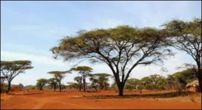 En mélangeant les lettres du mot "savanes", quel prénom trouves-tu ?